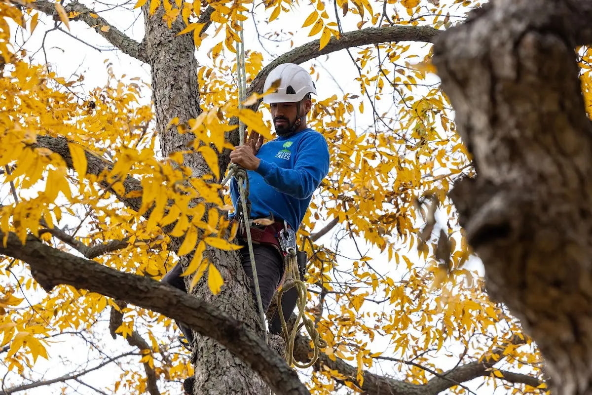Skilled Tree Planting crew working in Rancocas